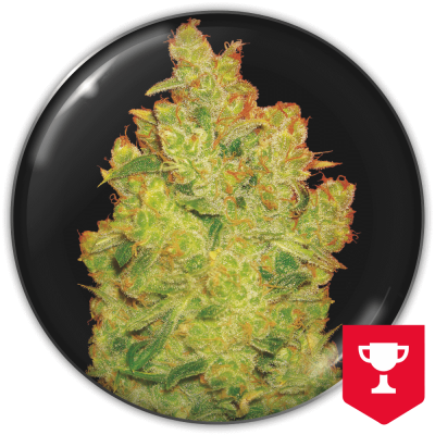 Medical Seeds Co. - Jack La Mota