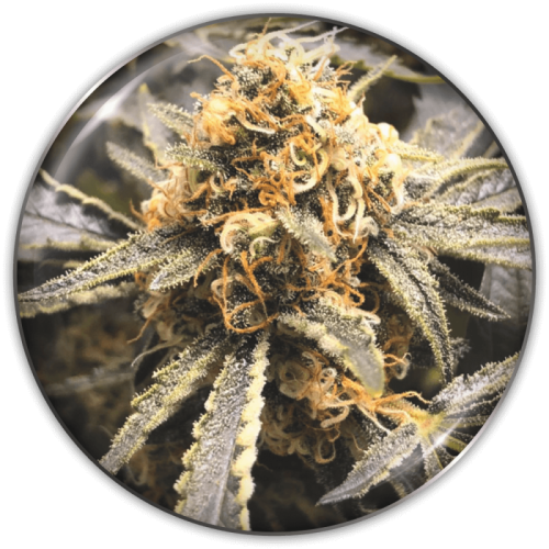 Medical Seeds Co. - Recovery CBD