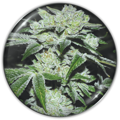 Medical Seeds Co. - Sour Glue