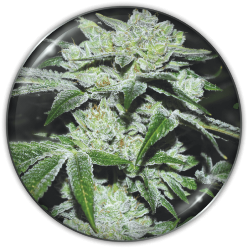 Medical Seeds Co. - Sour Glue