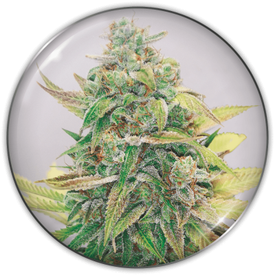 Medical Seeds Co. - Strawberry Cake CBD