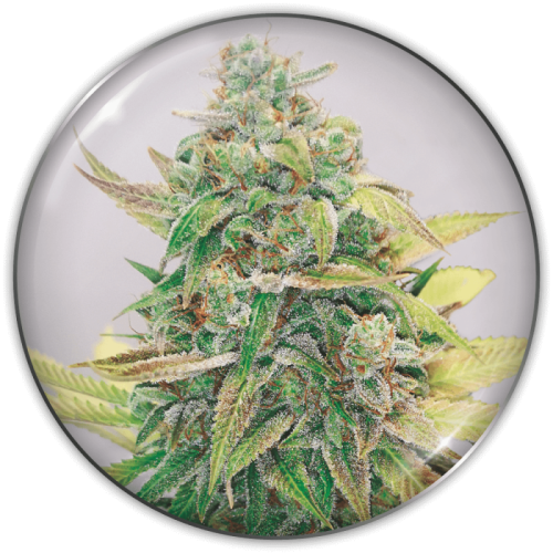 Medical Seeds Co. - Strawberry Cake CBD
