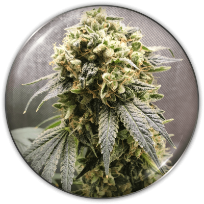 Medical Seeds Co. - Superfruit CBD