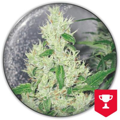 Medical Seeds Co. - Y Griega