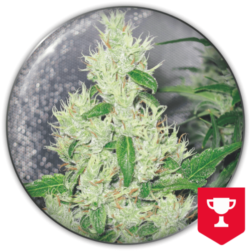 Medical Seeds Co. - Y Griega