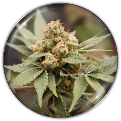 Medical Seeds Co. - Medical Grape CBD