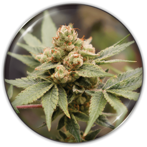 Medical Seeds Co. - Medical Grape CBD