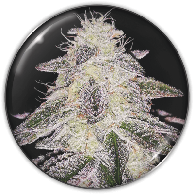 Medical Seeds Co. - Medical Runntz