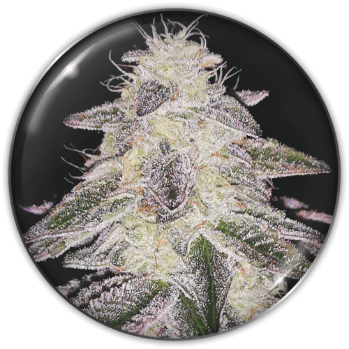 Medical Seeds Co. - Medical Runntz
