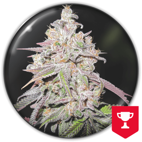 Medical Seeds Co. - Mendocino Chanel Kush