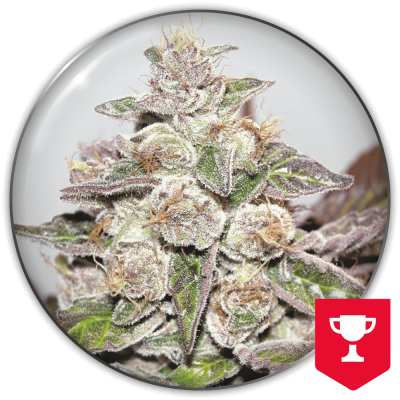 Medical Seeds Co. - Mendocino x Purple Kush