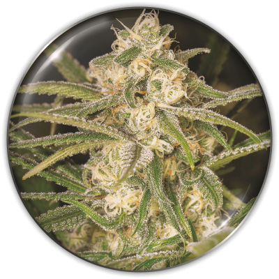 Medical Seeds Co. - No Name Auto