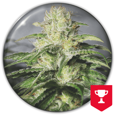 Medical Seeds Co. - OG Kush CBD
