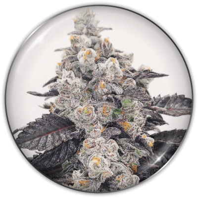 Medical Seeds Co. - Pink Sherbert