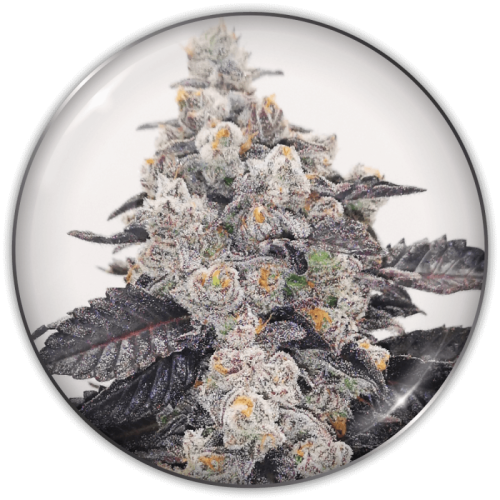 Medical Seeds Co. - Pink Sherbert