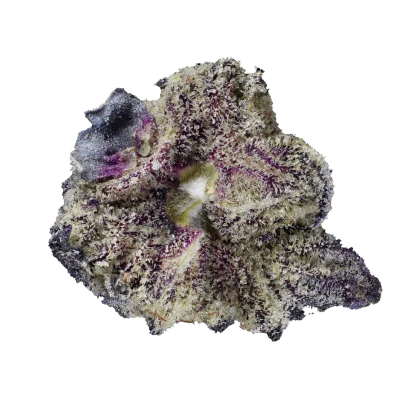 Highbreed Seeds - Gomu Gomu Mango Auto