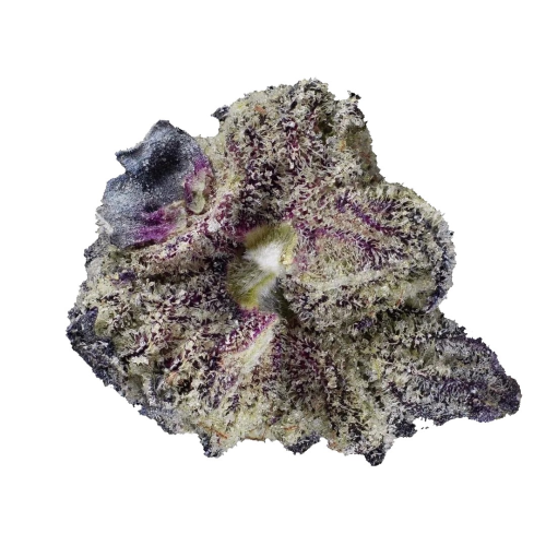 Highbreed Seeds - Gomu Gomu Mango Auto