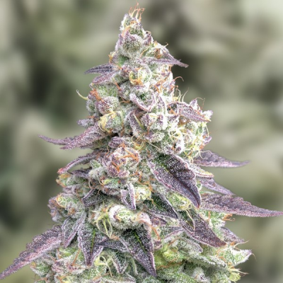 High Speed Buds - #9 Pound Hammer Auto