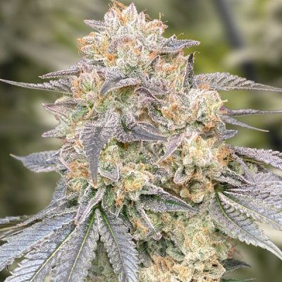 High Speed Buds - Gorilla Zkittlez Fast