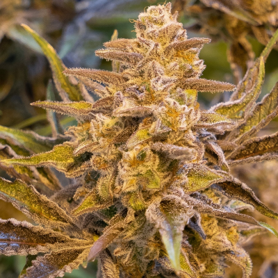 High Speed Buds - High Voltage Auto