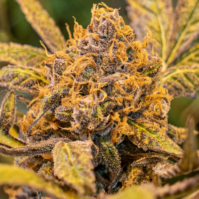 High Speed Buds - High Voltage Fast