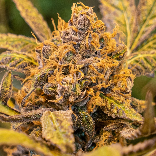 High Speed Buds - High Voltage Fast