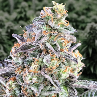 High Speed Buds - Cherry Pie Auto