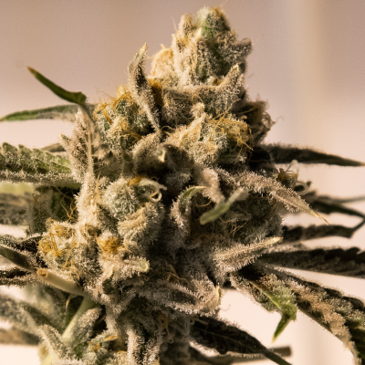 High Speed Buds - Cherry Pie Fast