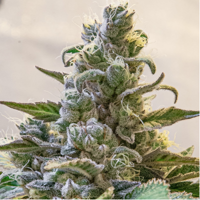 High Speed Buds - Lemon Cake Auto