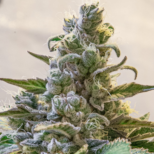 High Speed Buds - Lemon Cake Auto