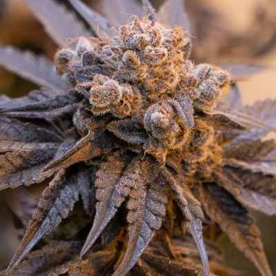 High Speed Buds - Purple Punch Auto