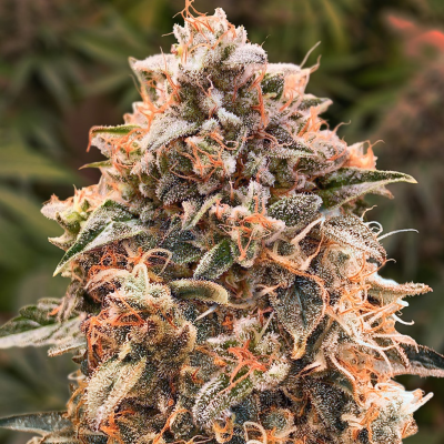 High Speed Buds - Super Glue #4 Auto