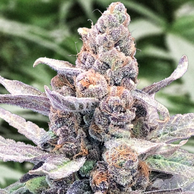 High Speed Buds - Wedding Crasher Auto