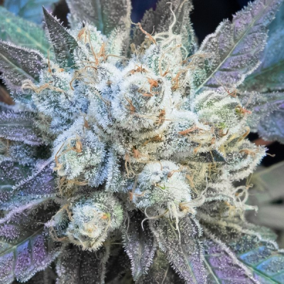 High Speed Buds - #9 Pound Hammer Fast