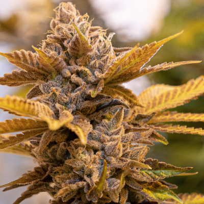 High Speed Buds - Alien Candy Kush Fast