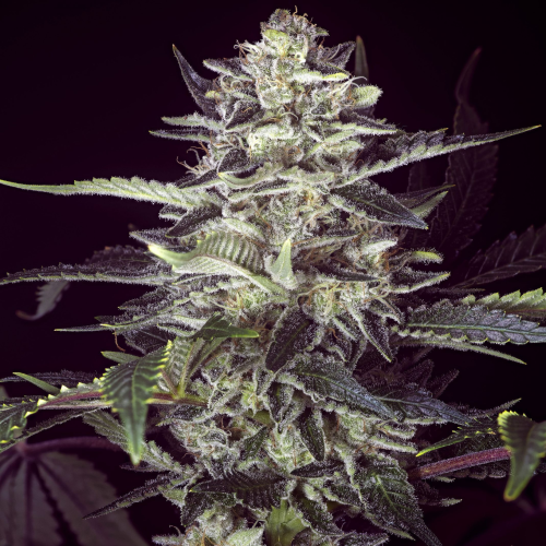 High Speed Buds - Brain Stroke Auto