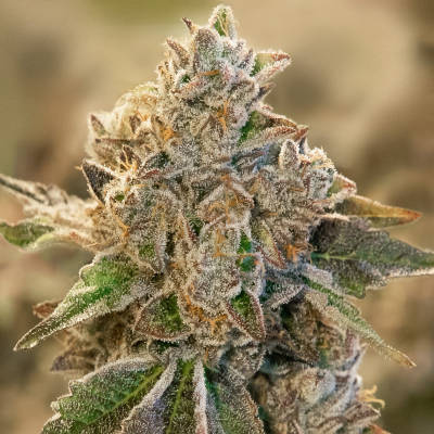 High Speed Buds - Do Si Face Auto