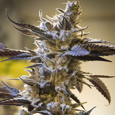 High Speed Buds - Ghost Train OG Auto