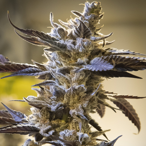 High Speed Buds - Ghost Train OG Auto