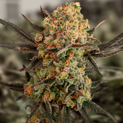 High Speed Buds - Gorilla Cookies Auto