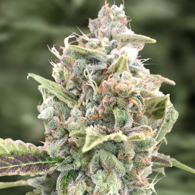 High Speed Buds - Grateful Dead Auto