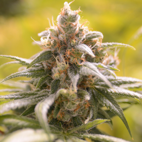 House Of The Great Gardener - Barbara Bud