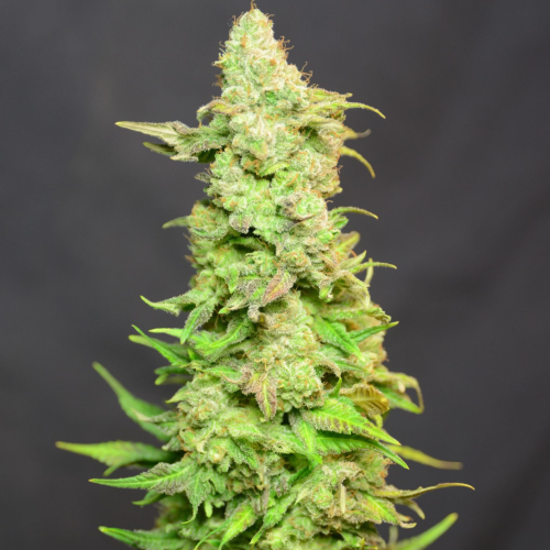 House Of The Great Gardener - Barbarella