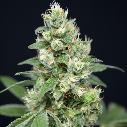 House Of The Great Gardener - Grapefruit Barb