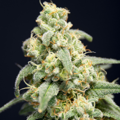 House Of The Great Gardener - Here Comes The Barb