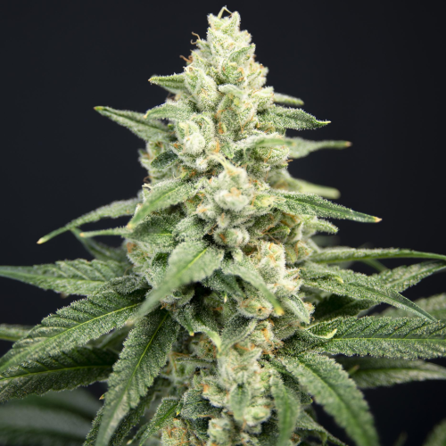 House Of The Great Gardener - Lavender Barb