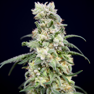 House Of The Great Gardener - Rainbow Barb