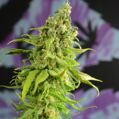 House Of The Great Gardener - Digweed regular