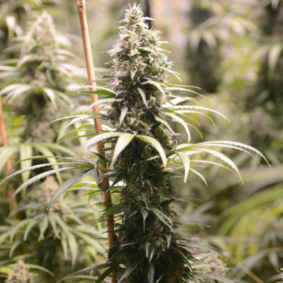 House Of The Great Gardener - GG #1 (Ghani AF) regular