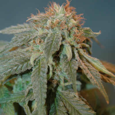 House Of The Great Gardener - Haoma regular